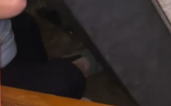 Mua ghế sofa cũ, cặp vợ chồng 'đứng tim' khi phát hiện vị khách nằm bên trong