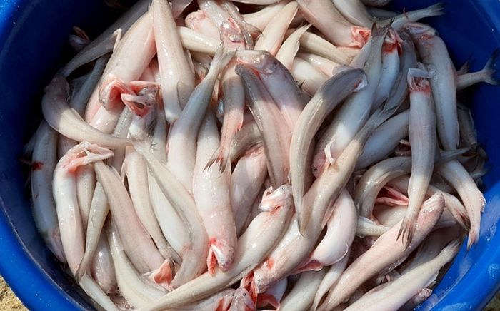 Loại cá 'mềm như cháo', trước làm thức ăn cho lợn, nay lại nổi tiếng với món nấu chua