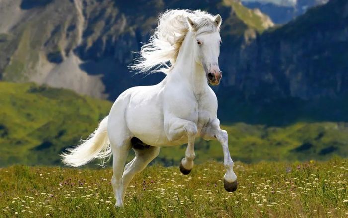 Tưởng chừng vận may chưa tới, nhưng từ nay đến vài tháng nữa 4 con giáp này có thể đón nhiều cơ hội bất ngờ