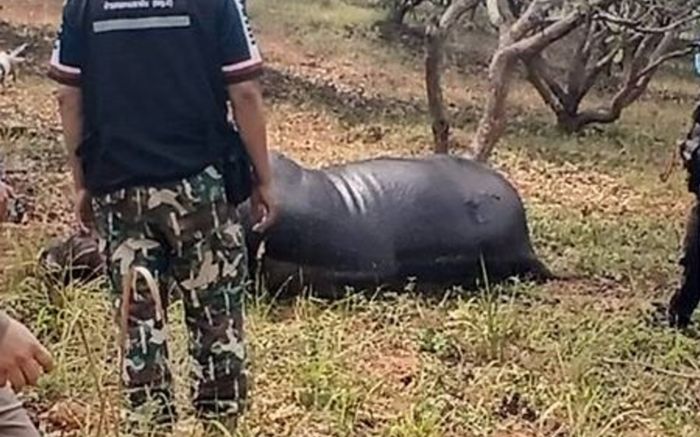 Đi thăm vườn nhãn, người phụ nữ phát hiện con vật khổng lồ trong tình trạng thương tâm