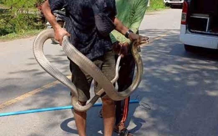 Nghe tiếng động dưới gầm giường, chủ nhà kinh hoàng phát hiện con rắn hổ mang chúa khổng lồ