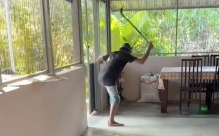 Người đàn ông chiến đấu với con rắn hổ mang chúa, cảnh tượng khiến ai xem cũng 'thót tim'