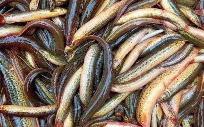 Loài cá từng bị chê vì 'nhớt nhèo', nay thành đặc sản được lùng mua