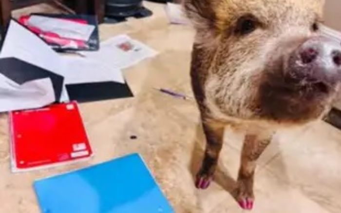 Không thể nộp bài tập đúng hạn, nữ sinh khiến mạng xã hội 'dậy sóng' khi biết lý do