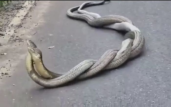 Hai con rắn hổ mang chúa xoắn vào nhau, cảnh tượng hiếm có khiến người dân sợ hãi