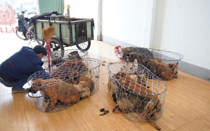 Lộ diện băng trộm 5.200 con chó vừa bị Công an Gia Lai bắt giữ