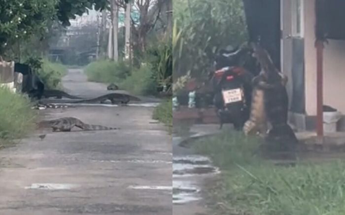 Thằn lằn khổng lồ xâm chiếm khu dân cư, người dân kinh hãi