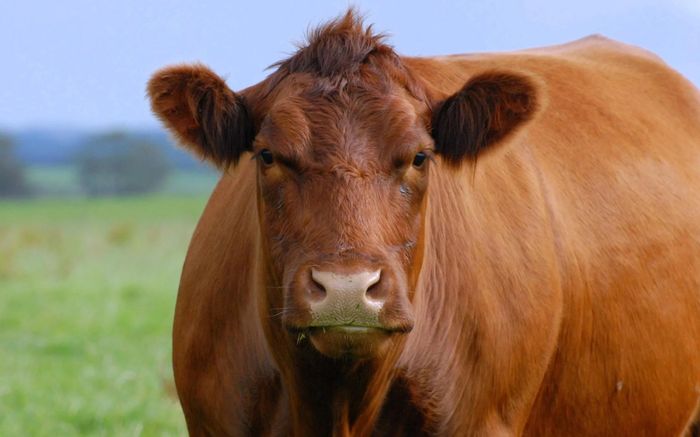 Con bò đực bụng phình to bất thường, bác sĩ sốc khi mổ ra thứ nặng tới 50kg bên trong