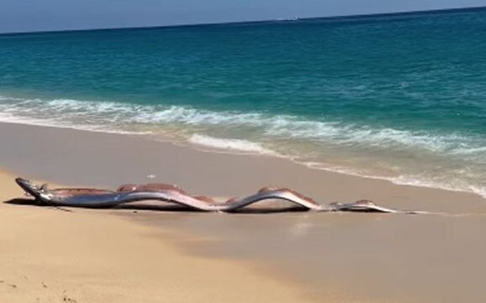 Sinh vật quý hiếm trôi dạt vào bãi biển, cảnh tượng khiến người dân lo lắng