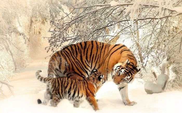 4 con giáp càng về trung niên càng phát tài, tiền bạc đến muộn nhưng một khi đã đến thì khó ai bì kịp