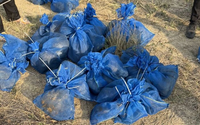 Phát hiện nhiều túi lưới ở ruộng mía, sửng sốt thứ được giấu bên trong