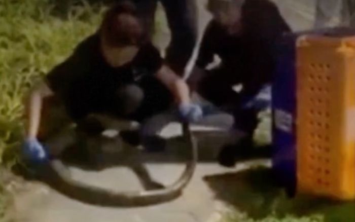 Con trăn gấm bị xe cán nhiều lần khi bò qua đường, cái kết thương tâm