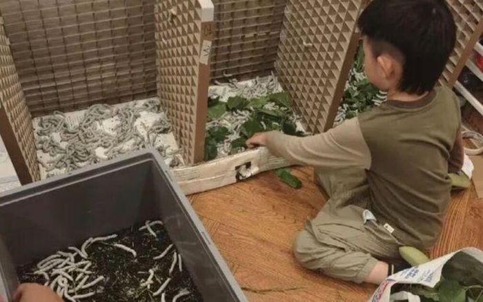 Cậu bé 6 tuổi nuôi 12.000 con tằm để tự làm chăn lụa, mẹ ruột 'khóc ròng' vì một lý do