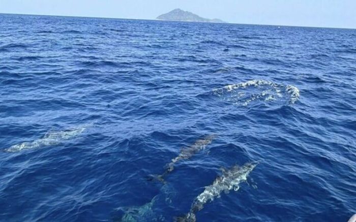 Phát hiện 120 sinh vật quý hiếm bơi trên biển, cảnh tượng cực hiếm thấy