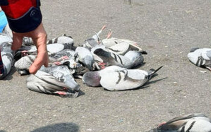 24 con chim bồ câu chết trước khuôn viên chùa, lý do gây phẫn nộ