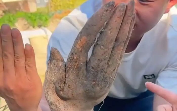 Đào được nguyên 'bàn tay' trong khu vườn nhà, cụ ông hốt hoảng