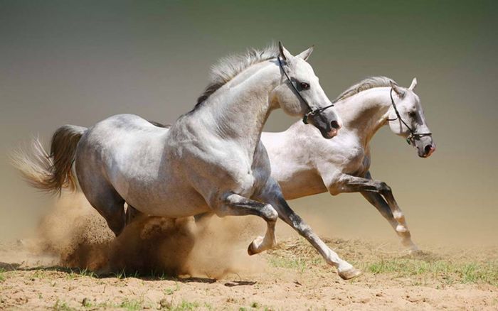 Dễ gặp 'tiểu nhân' trong thời gian tới, 4 con giáp nên cẩn trọng các mối quan hệ