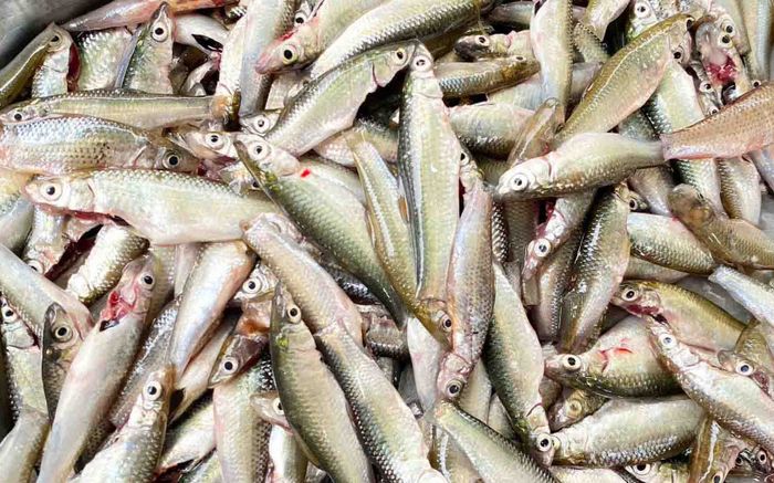 Loại cá 'lộc trời' theo con nước chỉ có ở miền Tây, khách phải lùng mua kẻo lỡ hẹn cả năm