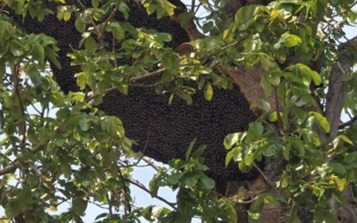 Đi bắt tổ ong, nam giáo viên bị hàng trăm con ông đốt nguy kịch