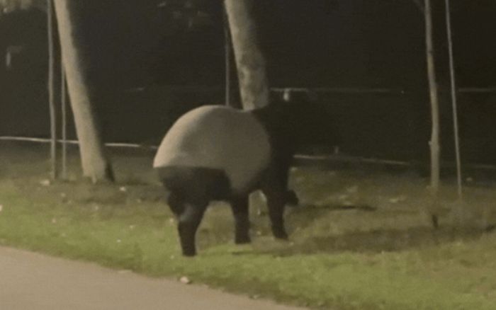 Sinh vật quý hiếm lang thang giữa đường, người dân xôn xao