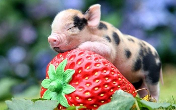 Không giàu sớm nhưng về sau lại dư dả, 3 con giáp chứng minh 'chậm mà chắc' mới là khôn ngoan