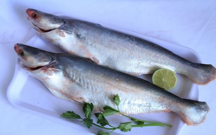 Loại cá phát ra âm thanh khi bị bắt lên chỉ có ở miền Tây, đem đi kho tộ rất hao cơm