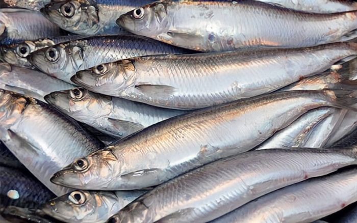 Chuyên gia Mỹ khen loại cá tốt nhất thế giới, ở Việt Nam là đặc sản, kho cà ăn cực ngon