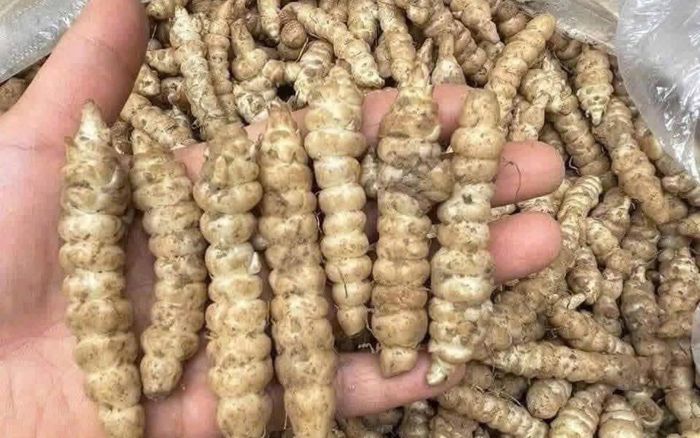 Loại củ thoạt nhìn như con sâu trắng, đem đi muối chua là ngon nhất, ăn cực bắt cơm