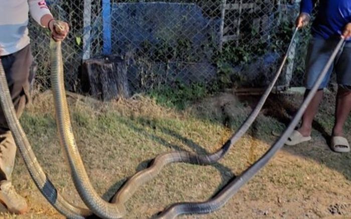 2 con rắn hổ mang chúa quấn chặt nhau trước cửa nhà, cảnh tượng khiến chủ nhà hoảng sợ