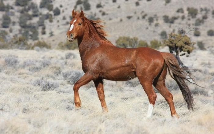 3 con giáp dễ ảo tưởng thành công, càng chủ quan càng dễ 'trượt dài'”