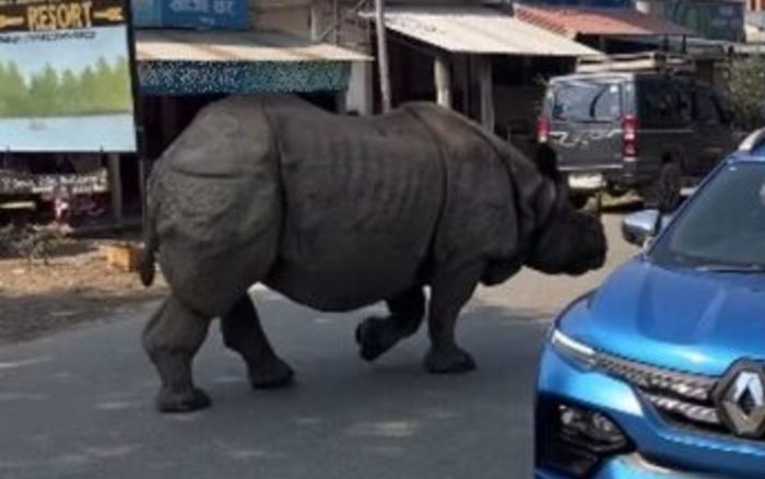 Con thú khổng lồ lang thang giữa đường, cảnh tượng gây xôn xao