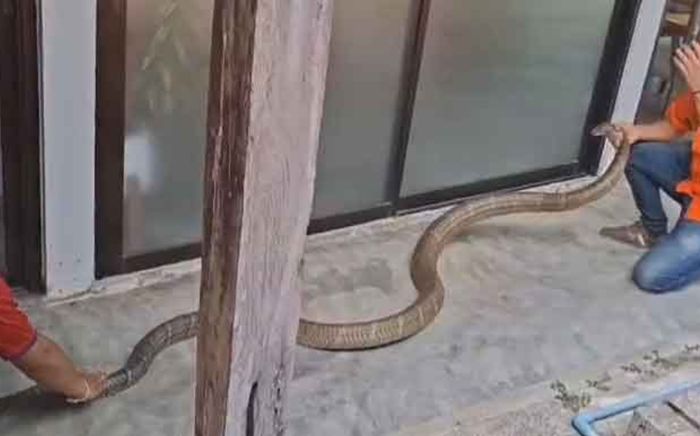 Rắn hổ mang chúa nặng 15kg chui vào nhà dân, nghẹt thở cảnh vây bắt