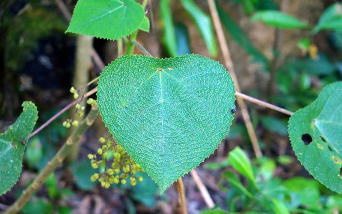 Chạm phải một chiếc lá, người phụ nữ chịu đau đớn suốt 4 năm khiến ai cũng rùng mình