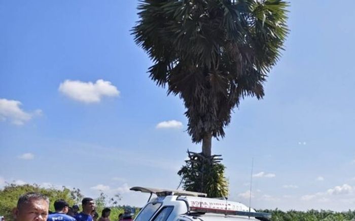 Leo cây thốt nốt để hái quả làm đường, bà cụ 73 tuổi gặp sự việc thương tâm