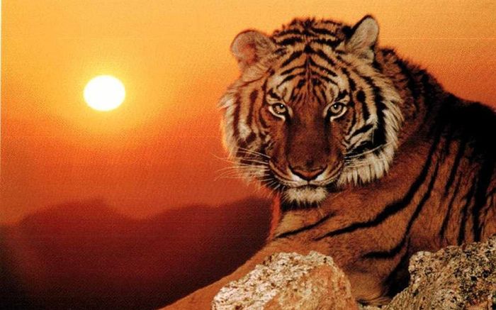 Vận trình sắp có nhiều biến động: 4 con giáp cần chú ý tài chính và các quyết định quan trọng