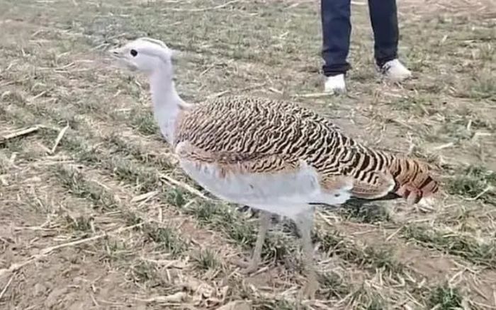 Đang làm đồng, người đàn ông phát hiện con chim cực quý hiếm cao gần 1 mét