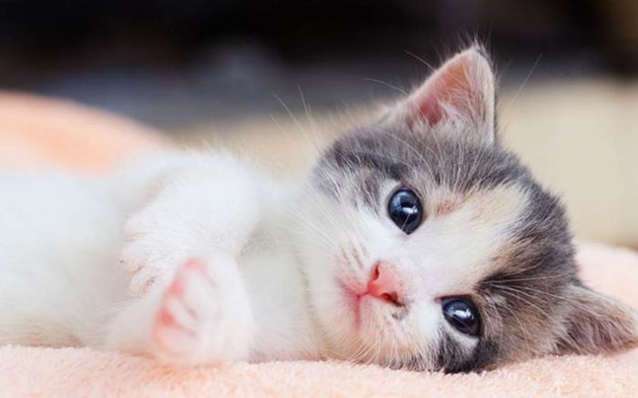 Gọi tên 4 con giáp dễ vướng thị phi, càng im lặng càng dễ bị hiểu lầm