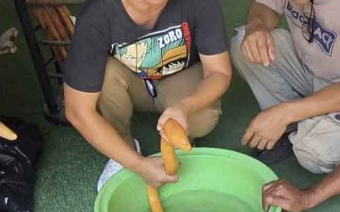 Người phụ nữ bắt được con lươn màu vàng cực hiếm, dân làng đổ xô đến xem