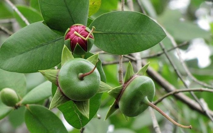 Loại quả vừa nghe đã thấy 'nghèo nghèo', nhưng ai cũng muốn thử một lần