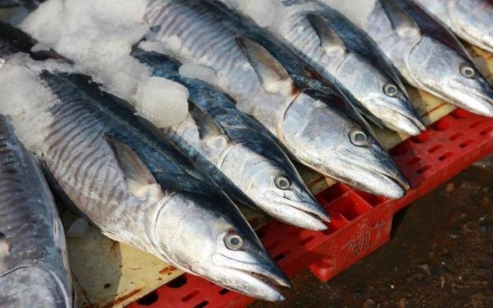 Không ngờ loại cá rẻ tiền này lại tốt hơn cá hồi, lên mâm là hết sạch sau vài phút