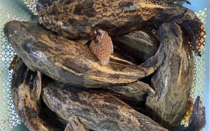 Về miền Tây, có loại cá đen sì xấu xí nhưng là đặc sản, kho tiêu ăn hết nồi cơm