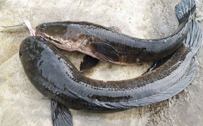 Loại cá cực tốt cho người muốn bồi bổ sức khỏe, nấu canh hay cháo cứ lên mâm là hết sạch