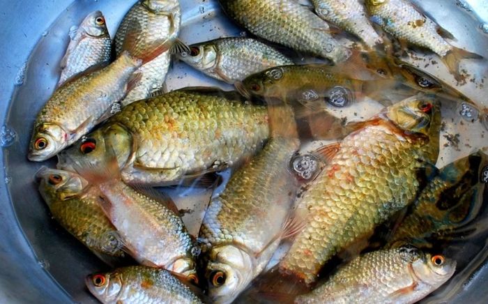 Loại cá đồng ngày trước bị chê vì nhiều xương, giờ lại được ưa chuộng trong bữa cơm ngày hè