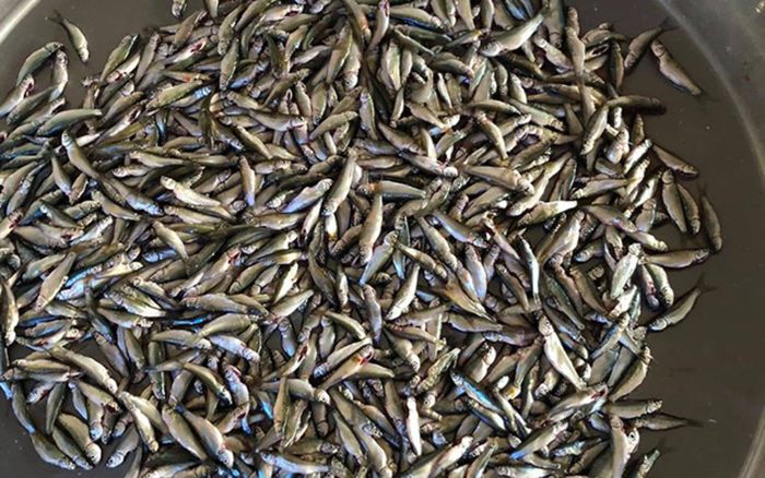 Loại cá chỉ có ở miền Tây, thịt ngọt lịm, dân sành ăn luôn săn tìm mỗi mùa nước nổi