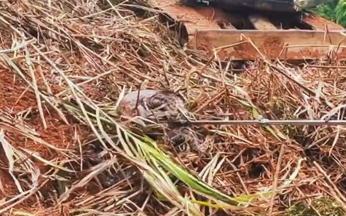 Đang dọn cỏ, người đàn ông bỏ chạy khi phát hiện 'khối đen'ngọ nguậy