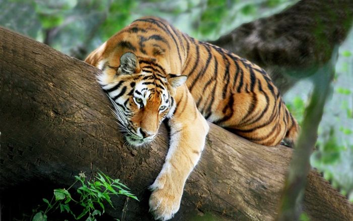 5 con giáp dễ đổi đời sau một biến cố, cứ ngỡ xui xẻo nào ngờ lại mở ra vận lớn