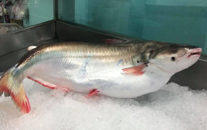 Loại cá đặc sản miền Tây có mỡ béo ngậy, kho tiêu là ăn hết nồi cơm