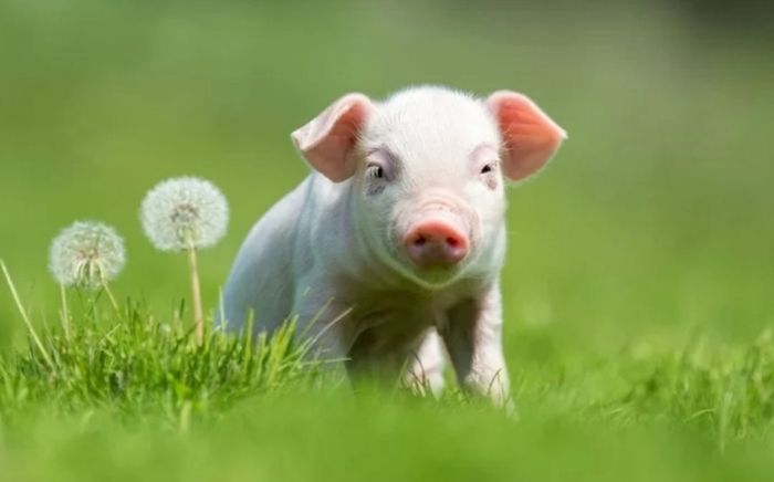 4 con giáp không thích bon chen nhưng càng về sau càng đứng ở vị trí người khác mơ ước