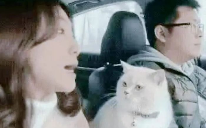 Cãi nhau trên đường cao tốc, mèo cưng bất ngờ 'ra tay' khiến cặp vợ chồng im bặt