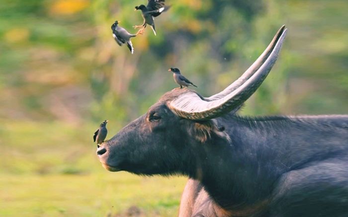 3 con giáp có số 'tích tiểu thành đại', không giàu nhanh nhưng chắc chắn giàu lâu